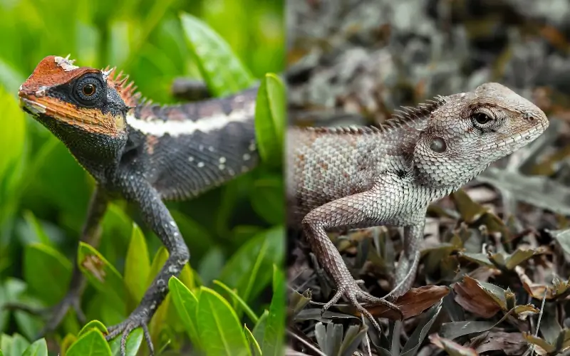 Fancy bradati zmaj vs. bradati zmaj: razlike (sa slikama)