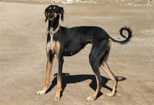 anjing greyhound coklat hitam