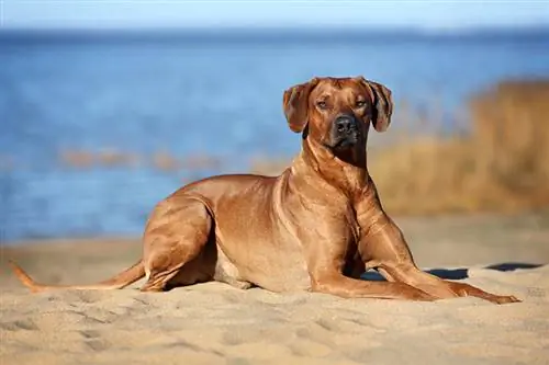 Rhodesian Ridgeback على الشاطئ