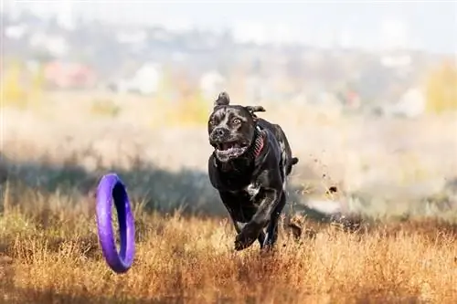 Cane Corso -koulutus