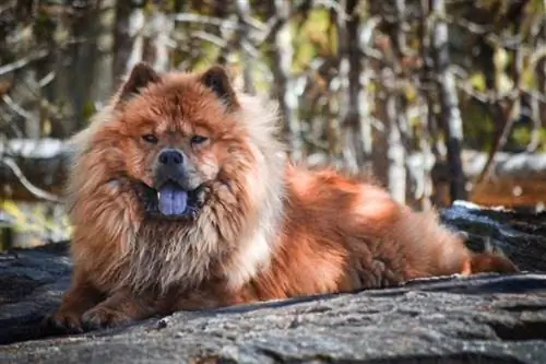 24 tihe pasmine pasa koje ne laju previše (sa slikama)