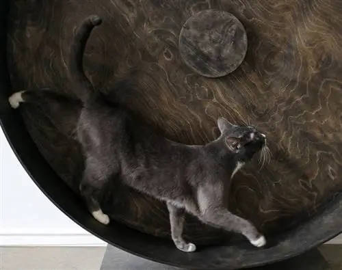 10 piani fai-da-te per ruote per gatti e tapis roulant che puoi costruire oggi (con immagini)