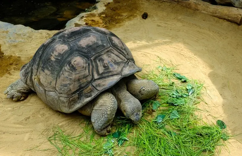 Galapagos-reuzenschildpad die waterspinazie eet