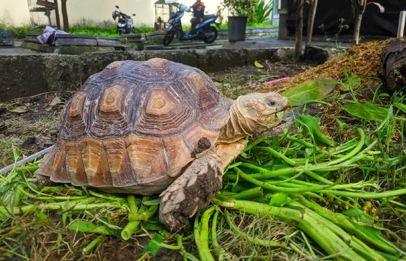 sulcata ኤሊ የውሃ ስፒናች እየበላ