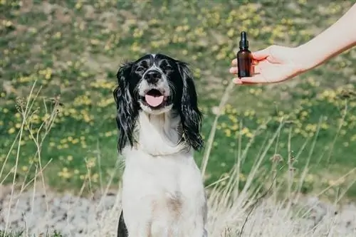 Hund och eterisk olja_shutterstock_Te9l