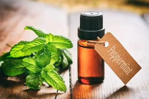 Ligtas ba ang Peppermint Oil para sa mga Aso?