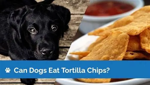 Kan hunde spise tortillachips? Sundhedsfakta & FAQ