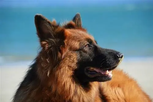 Long Haired German Shepherd Dog Breed Info, Mga Larawan, Mga Katangian & Mga Katotohanan