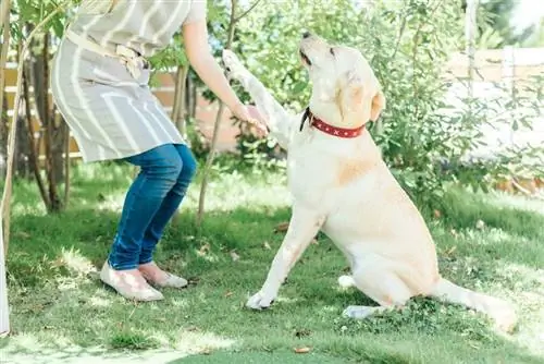 chien piaffe à son propriétaire