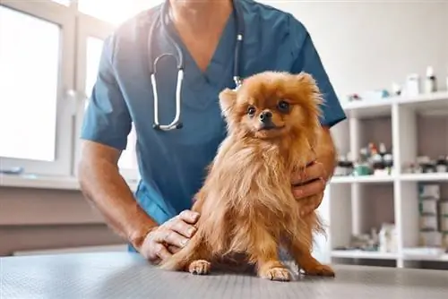 vétérinaire tenant un chiot