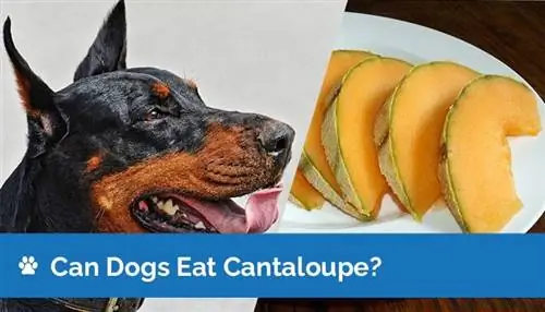 Je, Mbwa Wanaweza Kula Cantaloupe? Je, Cantaloupe ni Salama kwa Mbwa?