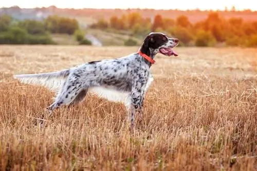 dub thiab dawb English setter nyob rau hauv ib lub teb thiab tshav ntuj