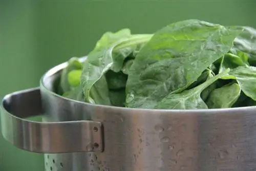 Spinach nyob rau hauv ib tug colander