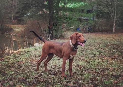 Redbone Coonhound голын эрэг дээр зогсож байна