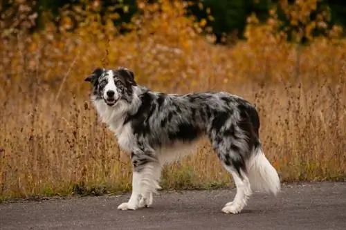 Border Collie di luar ruangan