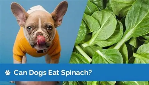 Cov dev tuaj yeem noj spinach? Puas yog spinach nyab xeeb rau dev?