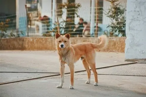 Loj npaum li cas Shiba Inus tau txais? Qhov Nruab Nrab Loj Loj & Qhov hnyav daim ntawv qhia