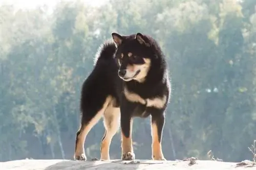 Rasa de câini japonez Shiba Inu negru și bronzat