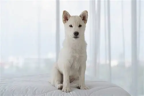 cream shiba inu sit op die bed