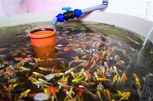 Ntau npaum li cas Goldfish ib nkas loos rau Aquaponics (Cov lus teb xav tsis thoob)