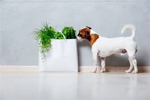 joven perro Jack Russell Terrier cerca de una bolsa con hierbas y verduras orgánicas_simonvera_shutterstock