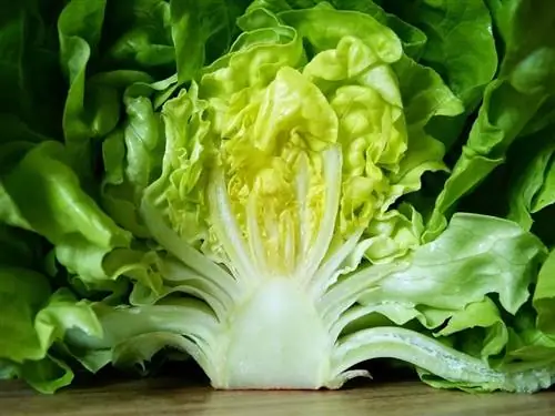 lettuce2