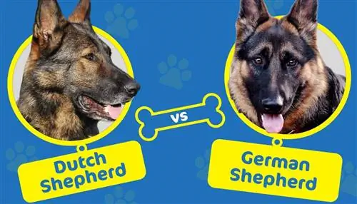 Niederländischer Schäferhund vs. Deutscher Schäferhund: Die Unterschiede (mit Bildern)