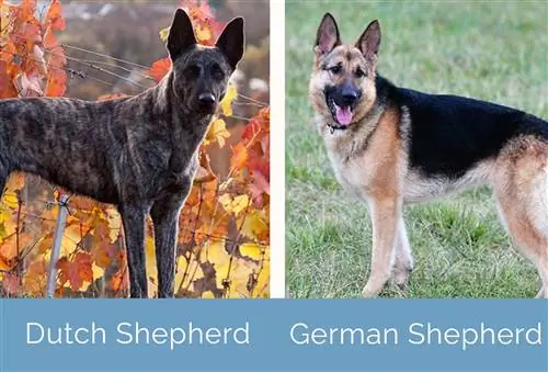 Niederländischer Schäferhund und Deutscher Schäferhund nebeneinander