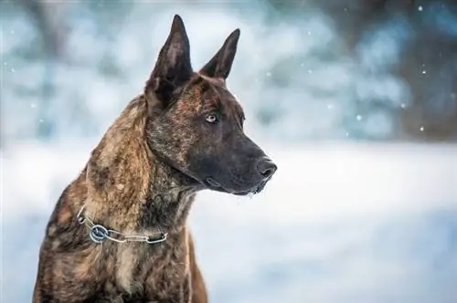 Niederländischer Schäferhund