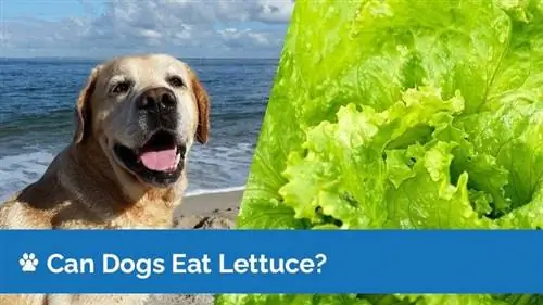 ¿Pueden los perros comer lechuga? ¿La lechuga es segura para los perros?