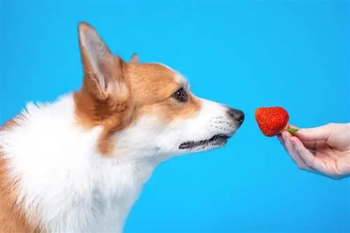 mano dándole una fresa a corgi