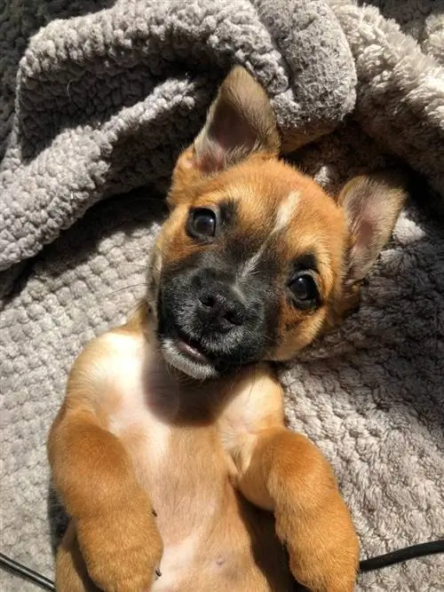 Boston Huahua-puppy