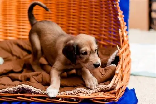 Bruin Saluki-puppy