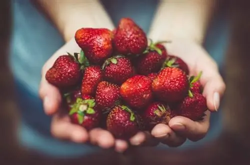 entregando fresas