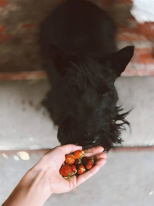 cachorro preto cheirando morangos