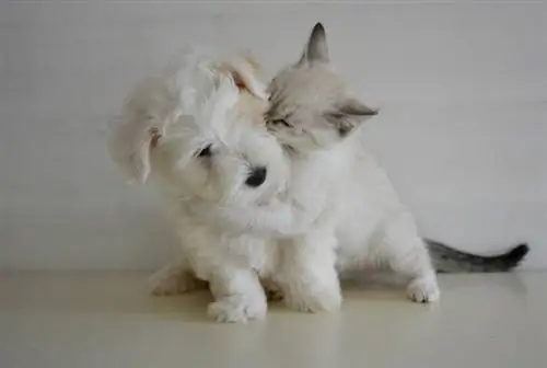 Puppy- en kittenvrienden