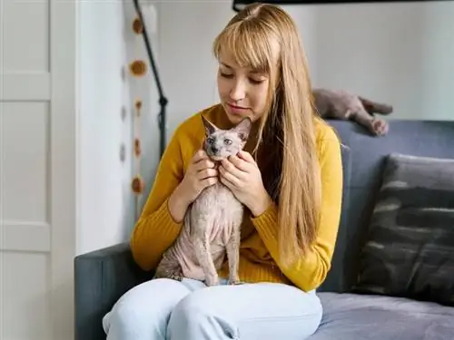 gato esfinge cinza sentado no colo do dono