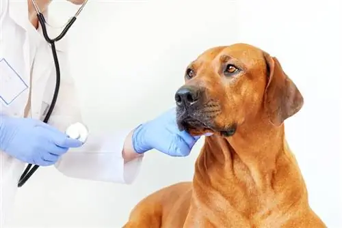 Ridgeback de Rodesia controlado por un veterinario