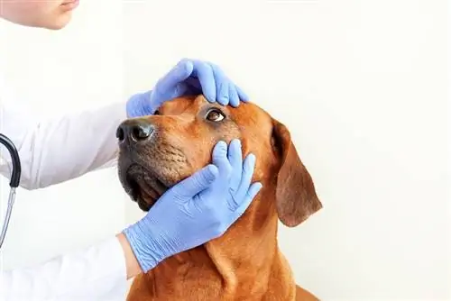 rhodesian ridgeback examen ocular por veterinario