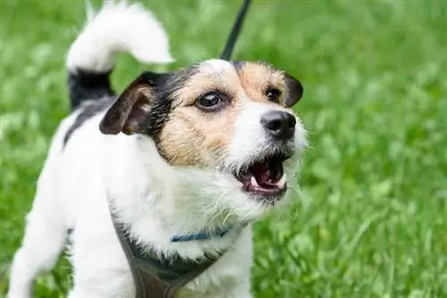 Warum bellt mein Hund vor nichts? 4 Gründe für dieses Verh alten & Was zu tun ist