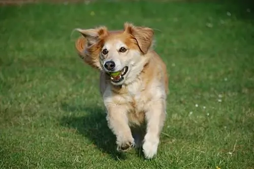 anjing berlari di rerumputan