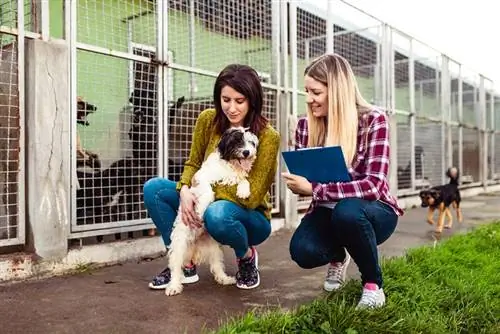 Jovem mulher com trabalhador escolhendo qual cachorro adotar de um abrigo