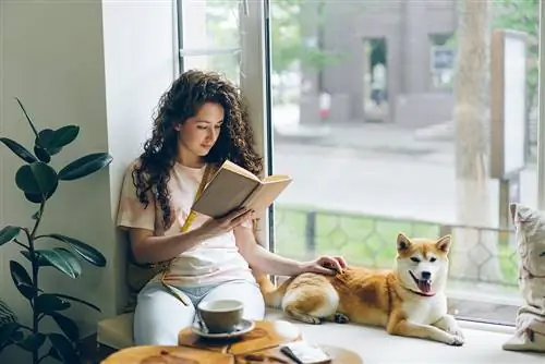 A menina bonita está lendo o livro com o cachorrinho shiba inu