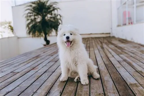 anjing putih duduk di lantai kayu