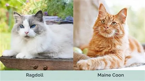 ragdoll vs maine coon