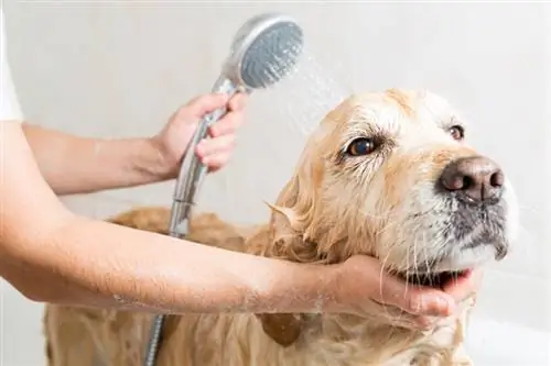 cachorro golden retriever tomando banho