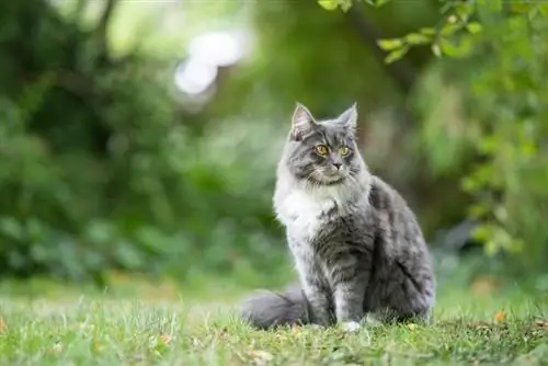 çimenlerin üzerinde oturan tekir maine coon