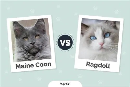 Ragdoll Cat vs. Maine Coon: mikä rotu sopii sinulle?