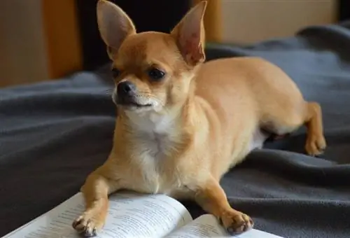 Mandlige Chihuahua