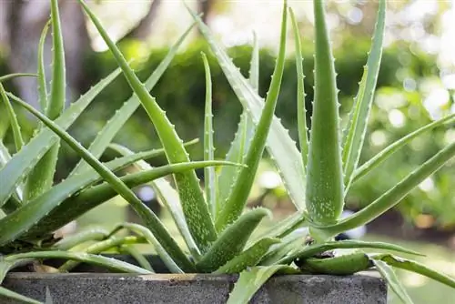 plantes d'aloe vera